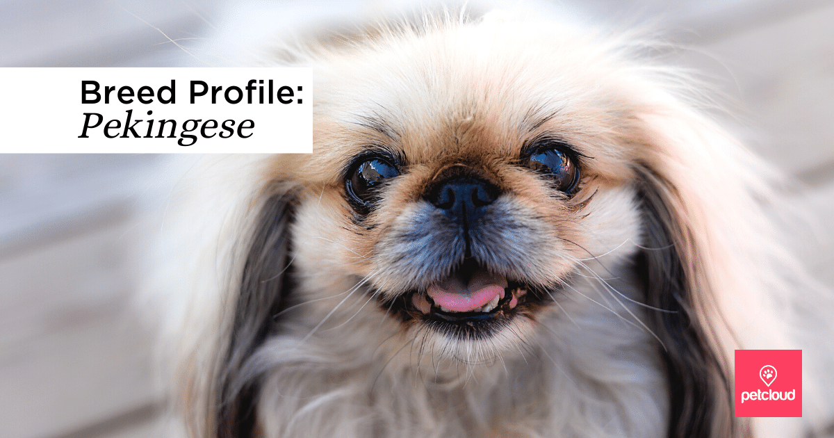Is the Pekingese the Right Dog Breed for You?