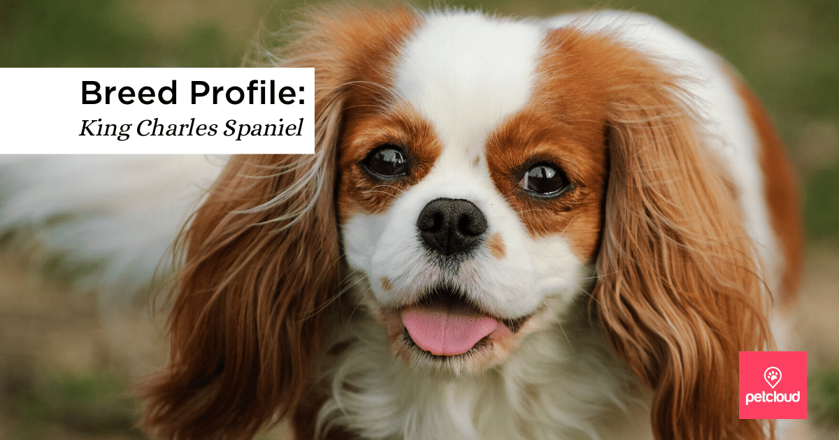 Dog Breed Profile: The King Charles Spaniel Cavalier