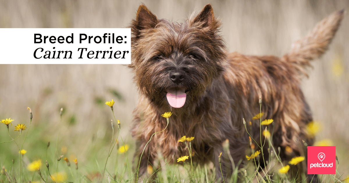 Is the Cairn Terrier the Right Dog Breed for You?