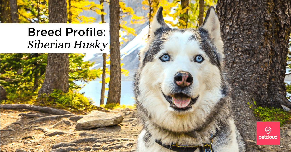 Siberian Husky