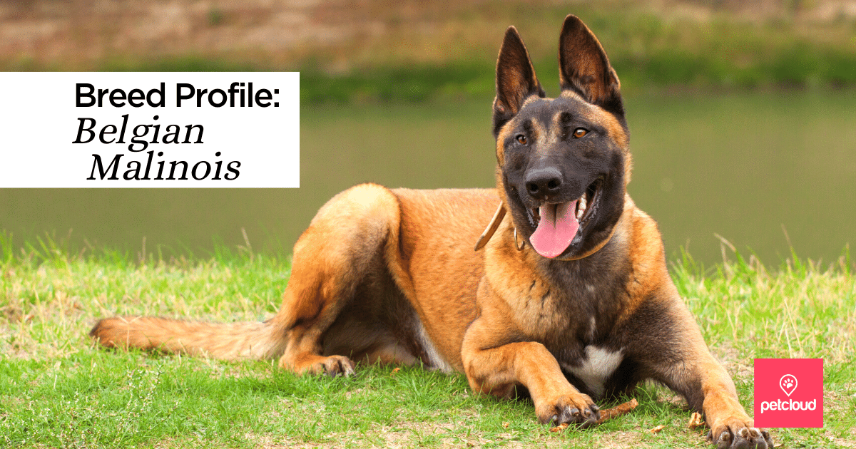 Belgian Malinois Dogs – find out about this Breed