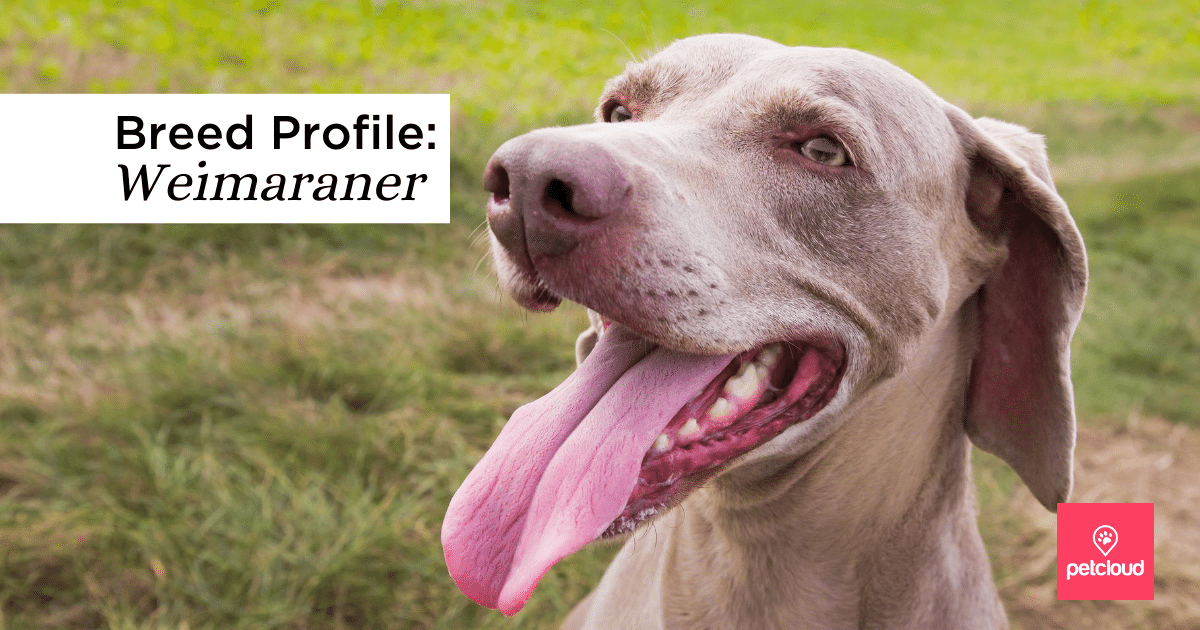 Is the Weimaraner dog breed your ideal companion?
