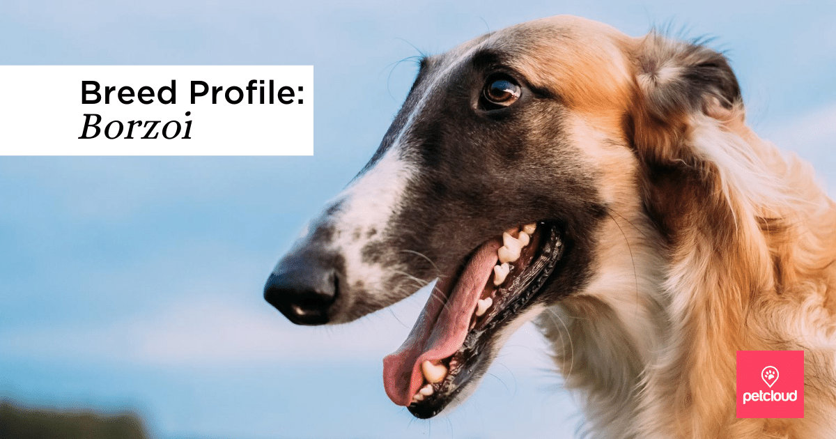 Is the Borzoi the Right Dog Breed for You?