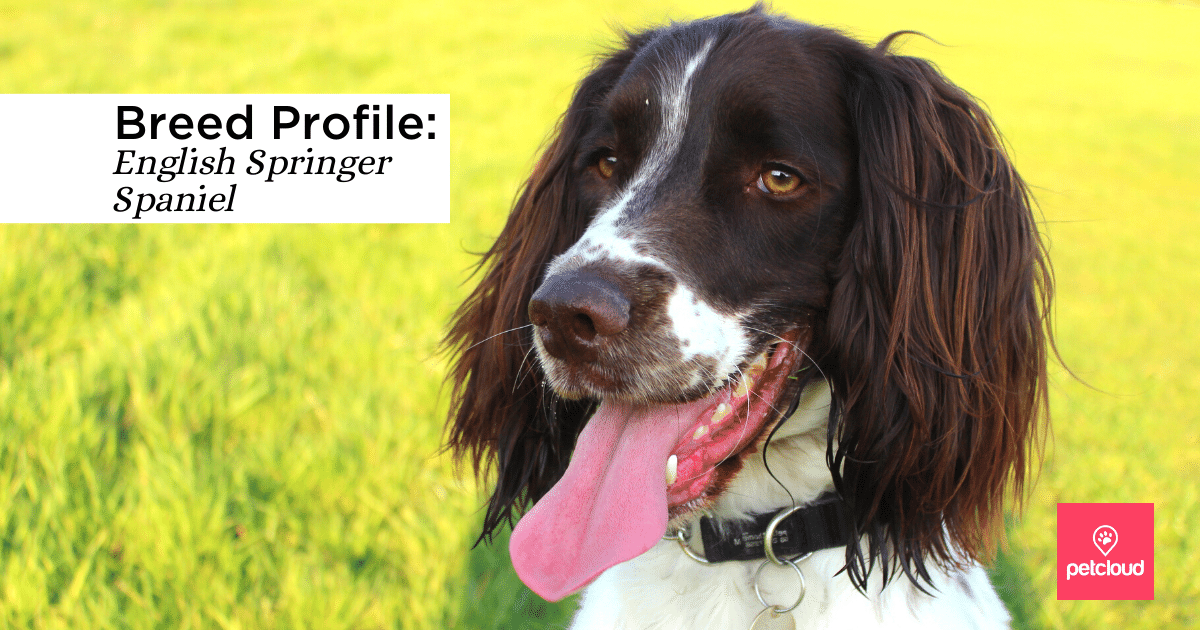 Is the English Springer Spaniel the Right Dog Breed for You?