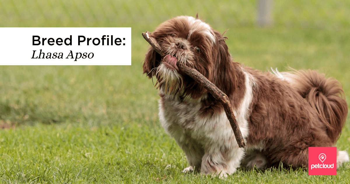 Could the Lhasa Apso Be the Perfect Dog for You?