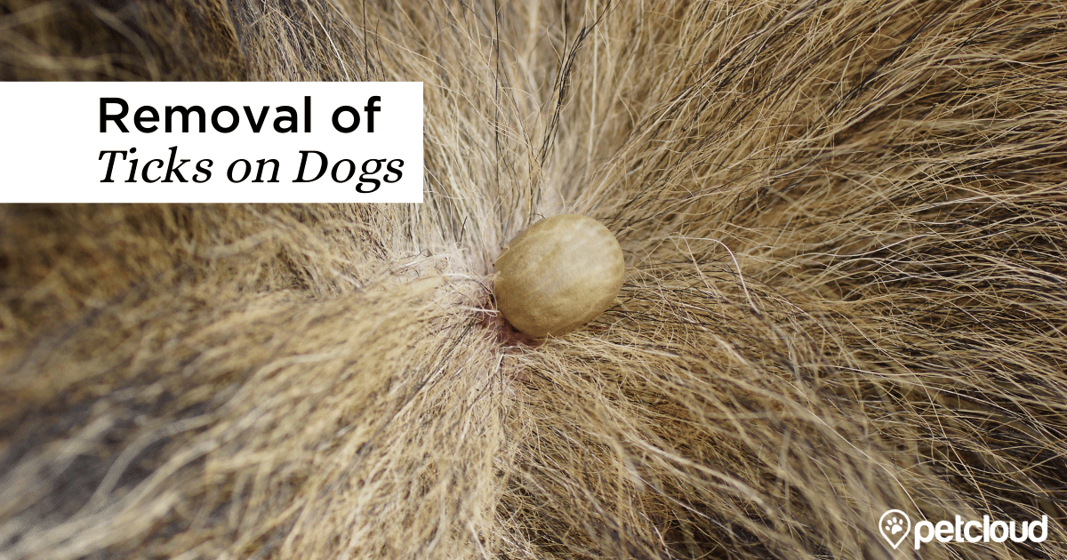 How To Tell if Your Dog Has a Tick and What To Do