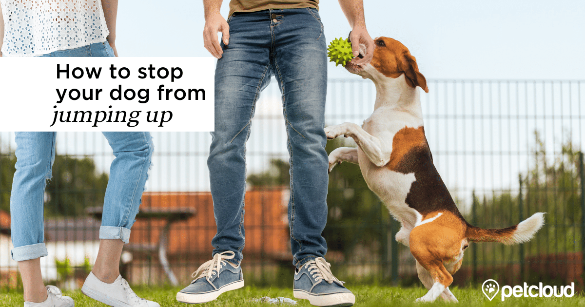 How to Stop my Dog from Jumping on People