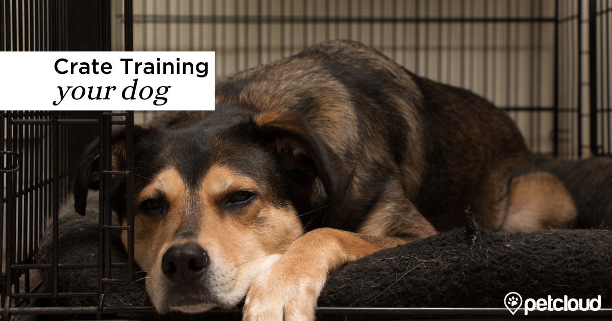 Five Tips for Crate Training Your Dog