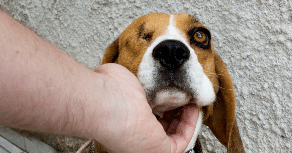 BREAKING NEWS: New Laws Protect Animal Violence Victims
