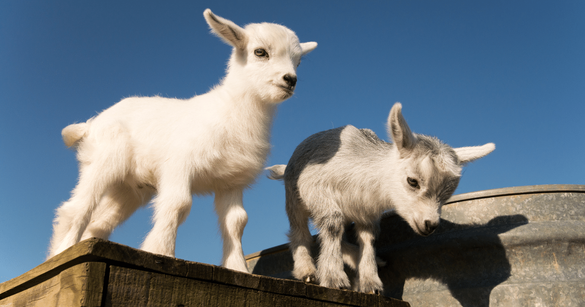 Is a Pet Pygmy Goat the Ideal Pet for you?