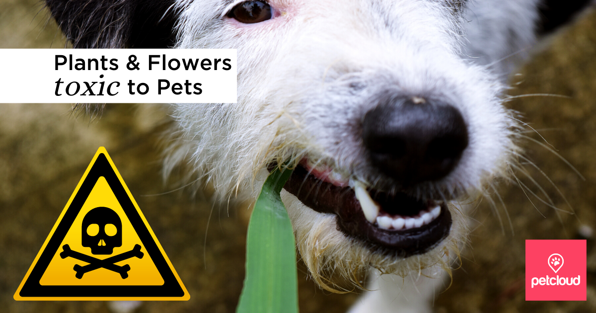 Plants and Flowers Toxic to Pets