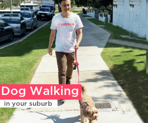 A person walks a small dog on a sidewalk in a suburban area. The person is wearing a white T-shirt with a logo, and the dog is on a red leash. There are cars parked on the street, and houses with white fences in the background. Text reads "Dog Walking in your suburb.