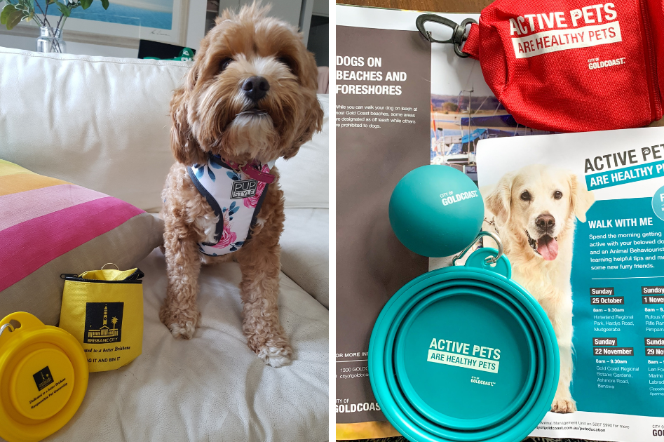 Brisbane City Council and Gold Coast Council stalls give out silicon water bowls, dog waste bag holders and helpful information