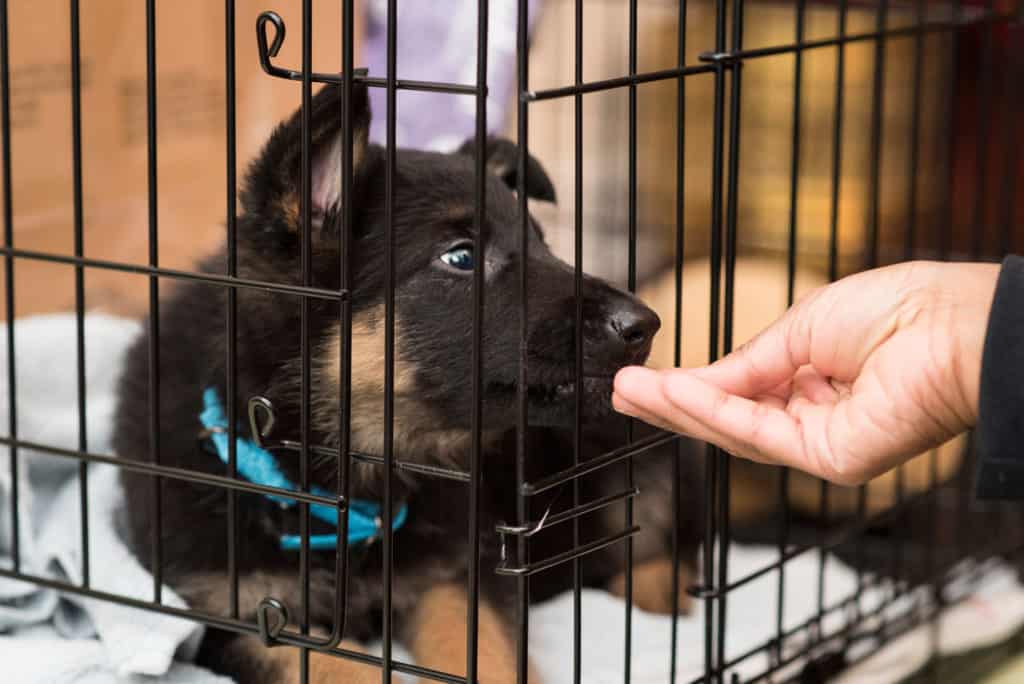A small black and brown puppy with a blue collar sits inside a metal crate. A human hand reaches through the bars, gently touching the puppy's nose. The crate has a blanket inside for the puppy's comfort.