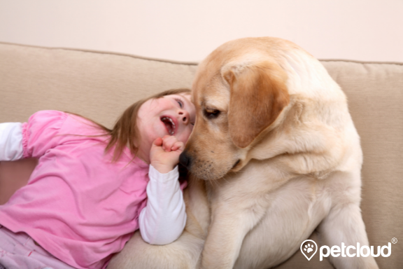 A young child wearing a pink shirt is lying on a couch, laughing, and cuddling with a large golden Labrador dog. The dog is looking affectionately at the child. This heartwarming moment captures the essence of animal assisted therapy in Australia. The background is neutral, with a watermark that says "petcloud" in the bottom right corner.