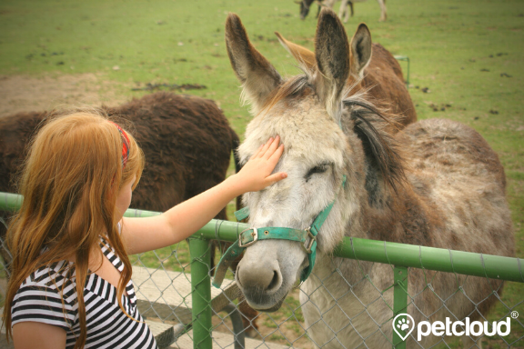 A young girl with red hair pets a donkey over a green fence. The donkey, wearing a green halter, seems to enjoy the attention. Other donkeys are visible in the background on a grassy area, highlighting the benefits of animal assisted therapy in Australia. The image has the PetCloud logo in the bottom right corner.