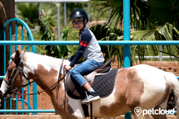 Equine Assisted Therapy, NDIS Horse Therapy, PetCloud