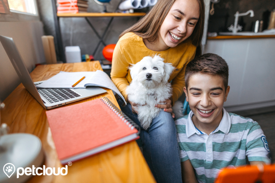 Jobs for Teenagers, earn while you learn, Jobs for 16 year olds, jobs for 17 year olds, pet jobs, work experience, pocket money, petcloud