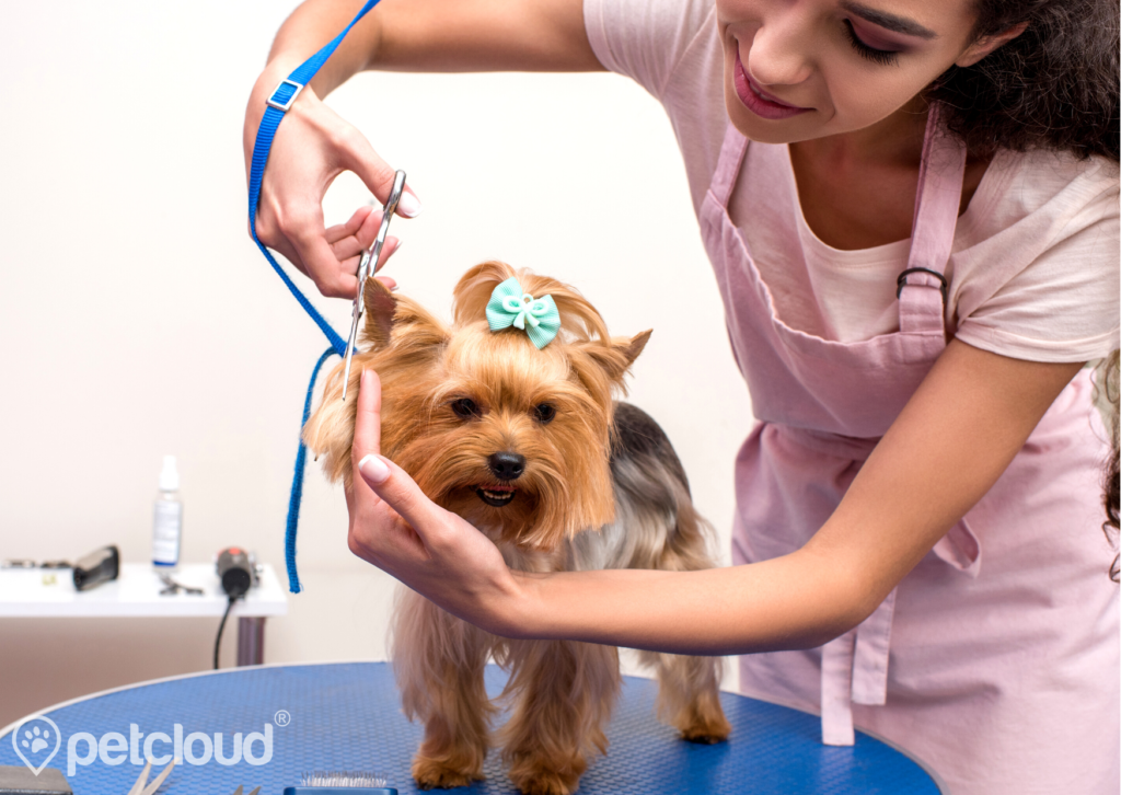 Pet Jobs with PetCloud you can get Dog Groomer Jobs