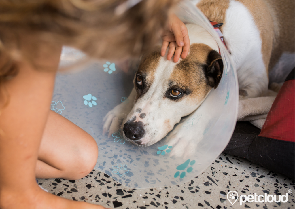 Pet Jobs with PetCloud you can get Vet Nurse Jobs