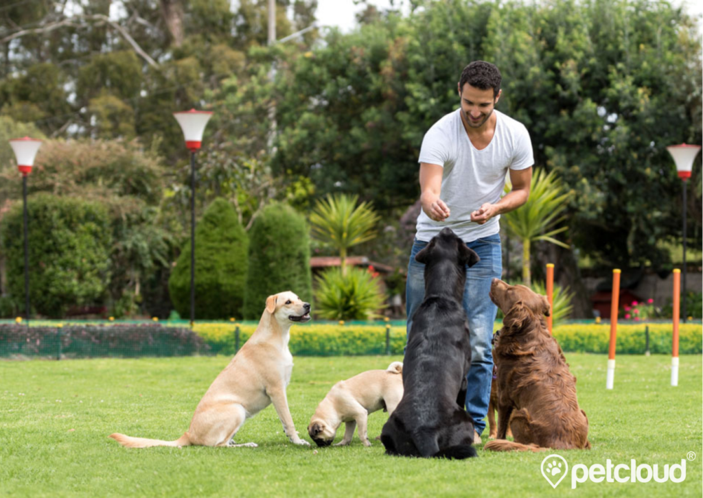 Pet Jobs with PetCloud you can get Dog Trainer Jobs