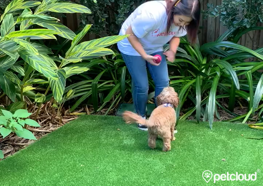 Doggy Day Care Jobs, Pet Jobs, PetCloud