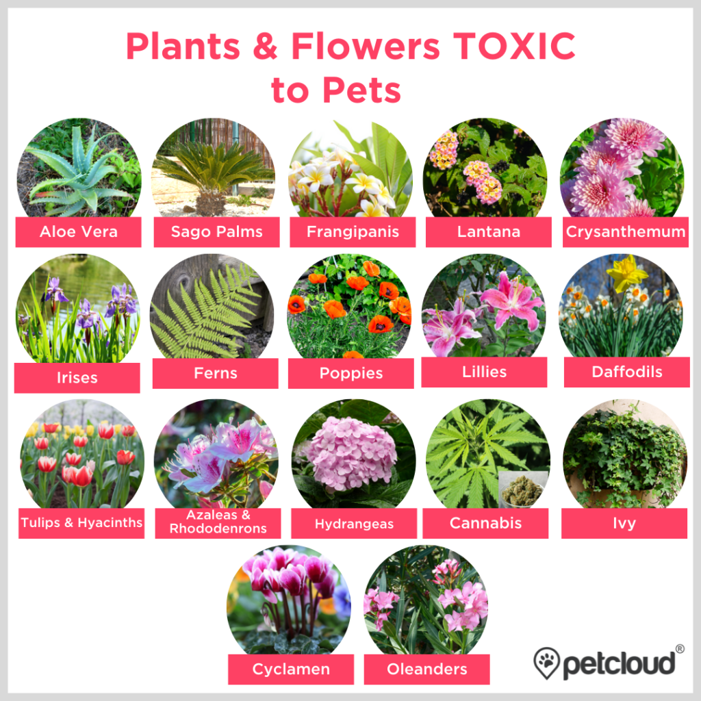 Plants toxic to dogs, plants toxic to cats, plants toxic to pets, petcloud