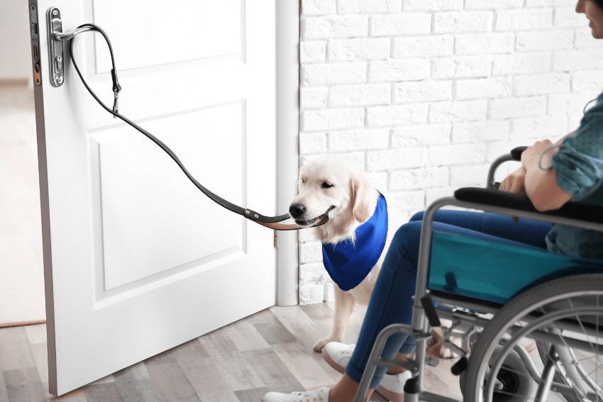 NDIS Funding, Pets, and Companion Animals