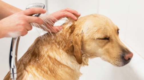 A person is using a showerhead to wash a golden retriever in a bathtub, possibly inspired by their NDIS Goal Creation for Pet Lovers. The dog appears to be wet and is closing its eyes, seemingly relaxed. The background is a plain white tiled wall.