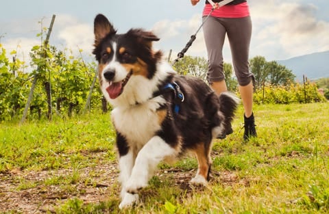 A fluffy dog with black, white, and brown fur is joyfully running in a grassy area while being walked on a leash by a person dressed in pink leggings. The background features a lush, green landscape with trees and a vineyard.