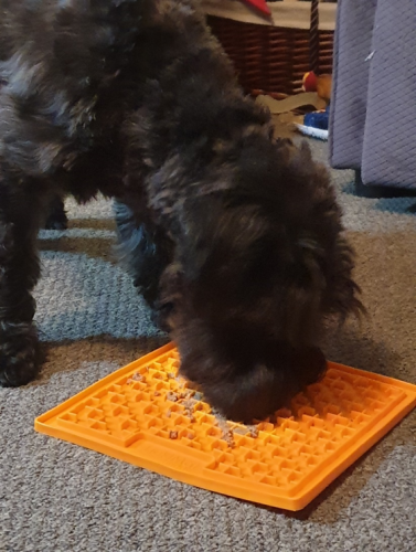 A black dog is eating from an orange textured mat on a carpeted floor. The dog's head is lowered, and it appears to be focusing on the food on the mat. There is a blue blanket in the background.