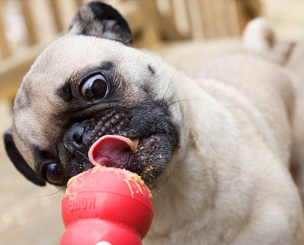 A pug enthusiastically licks a red Kong toy smeared with peanut butter, its tongue out and eyes wide with delight. The background is slightly blurred, drawing focus to the dog's face and the toy.