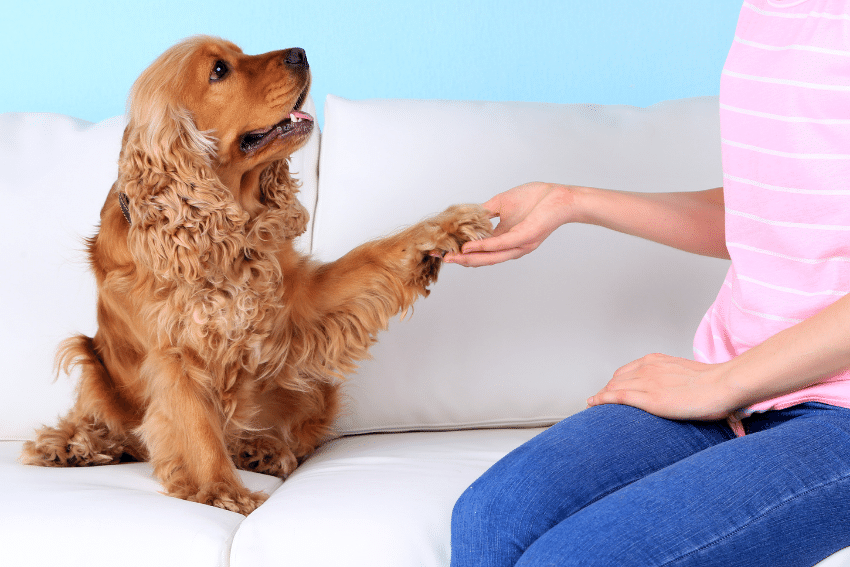 A golden Cocker Spaniel, one of the top 5 assistance dog breeds, sits on a white couch and extends its paw to a person in a pink shirt, creating the appearance of a handshake. The dog's mouth is open slightly, showing a cheerful demeanor.