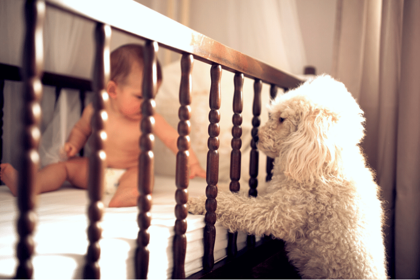 A baby sits in a crib, reaching towards a white fluffy dog that has its front paws on the side of the crib. The baby and the dog appear to be interacting in a warmly lit room.