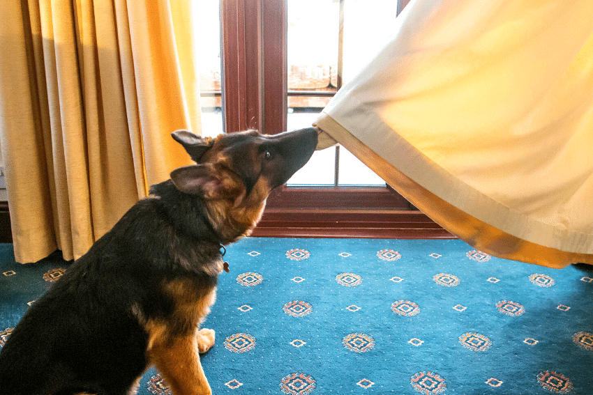 A German Shepherd puppy, one of the top 5 assistance dog breeds, tugs on a curtain in a room with blue carpet and beige drapes. Sunlight streams through large windows behind the curtain, illuminating the scene. The puppy appears curious and playful.