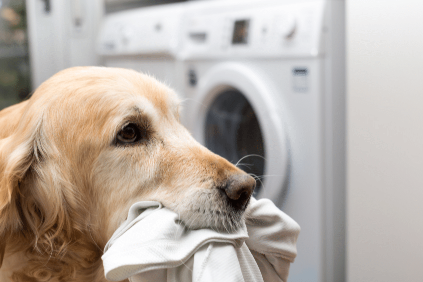 A golden retriever from the top 5 assistance dog breeds holds a piece of white fabric in its mouth while standing in front of a washing machine. The washing machine is out of focus in the background. The dog's light golden fur glows softly, suggesting it's in a laundry room.