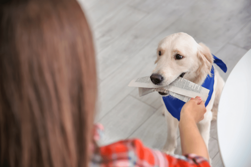 A Golden Retriever, one of the top 5 assistance dog breeds, wears a blue bandana and holds a piece of newspaper in its mouth. A person with long brown hair, dressed in a red and white plaid shirt, reaches out toward the dog, which stands on a light-colored wooden floor.
