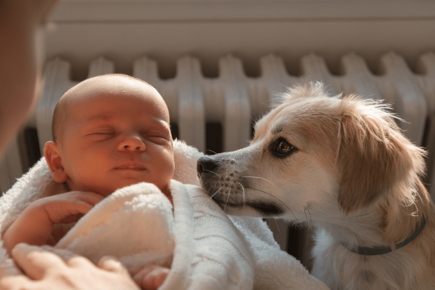 A baby wrapped in a white blanket is being held by an out-of-frame person. A light-colored dog with perky ears gently sniffs the baby’s face. The background includes a blurred white radiator. The scene is lit with soft, warm light.