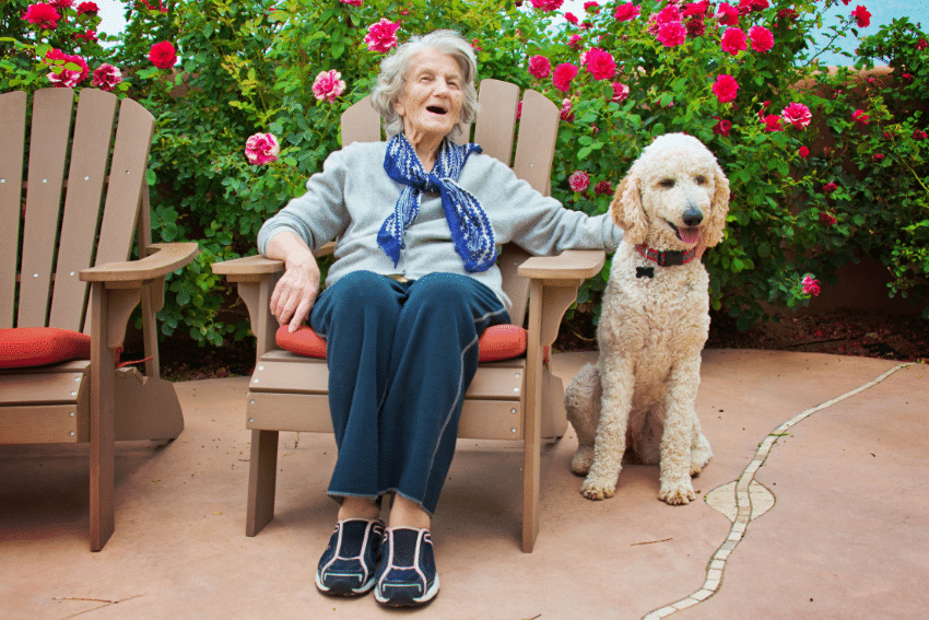 An elderly woman sits on a wooden chair in a garden filled with blooming red flowers. She is smiling, wearing a blue scarf and dark pants. Beside her, a large curly-haired dog, one of the top 5 assistance dog breeds, sits attentively. Another empty chair with a red cushion is on the left.
