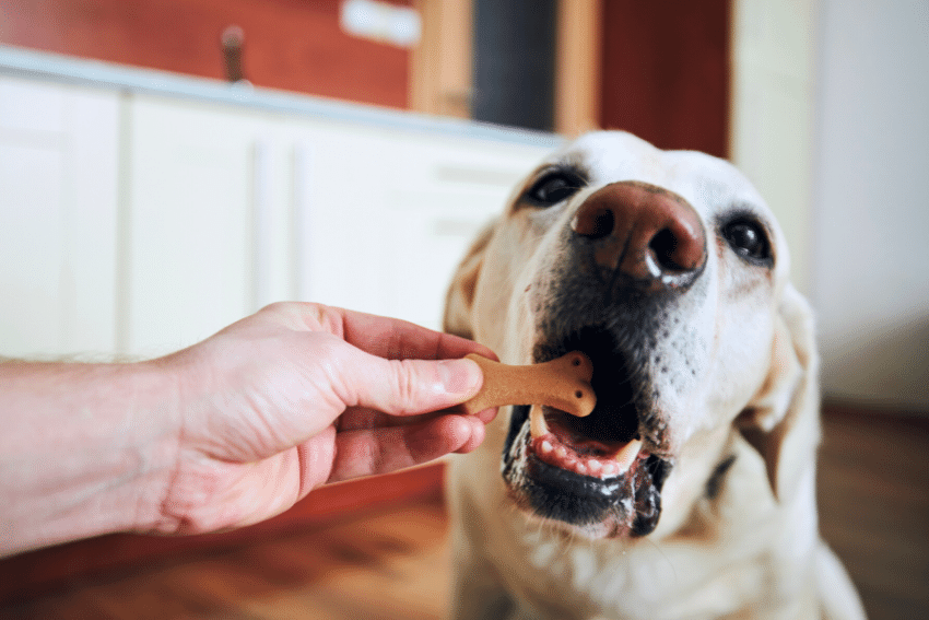 Treat your dog to reinforce positive behaviours