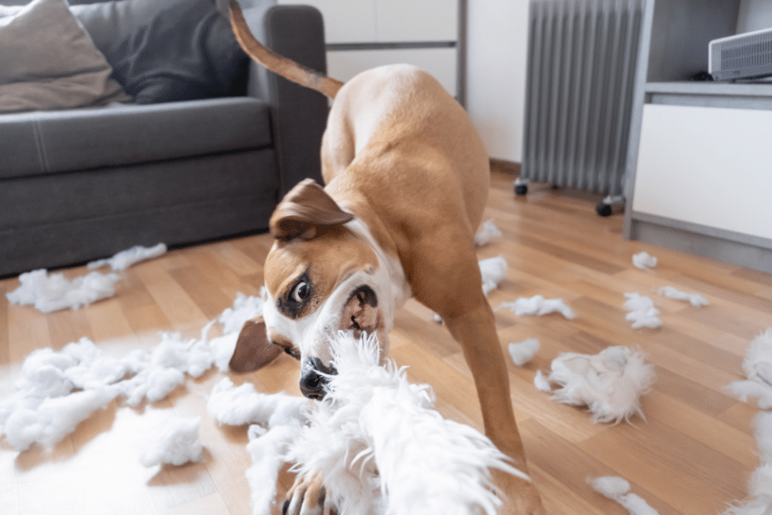 A brown and white dog aggressively chews on a plush toy, tearing it apart. White stuffing is scattered across the wooden floor of a living room, which has a couch and a heater in the background.