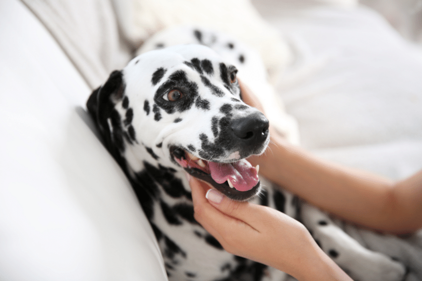 A Dalmatian with a white coat covered in black spots is lying on a white surface. The dog is looking up and to the side with its mouth open, showing its tongue. A person is gently holding the dog's head with both hands, creating a loving and happy scene.