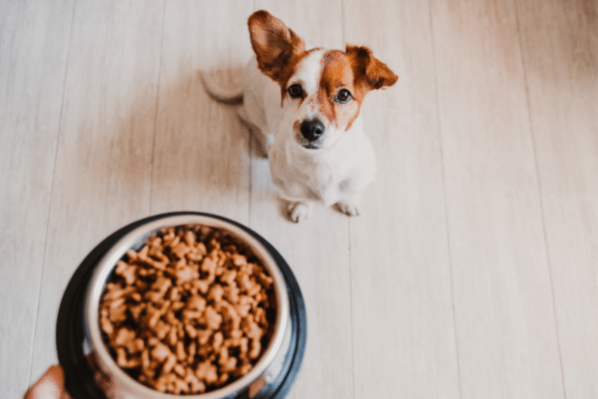 A small dog with white fur and brown ears sits on a light-colored floor, looking up at a person holding a bowl of dry dog food. The dog appears eager and attentive, with its ears perked up and its eyes focused on the food.