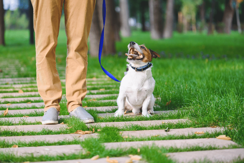 A small dog on a blue leash sits on a grassy path next to a person in beige pants and gray shoes. The dog looks up at the person. Trees and greenery are visible in the background.