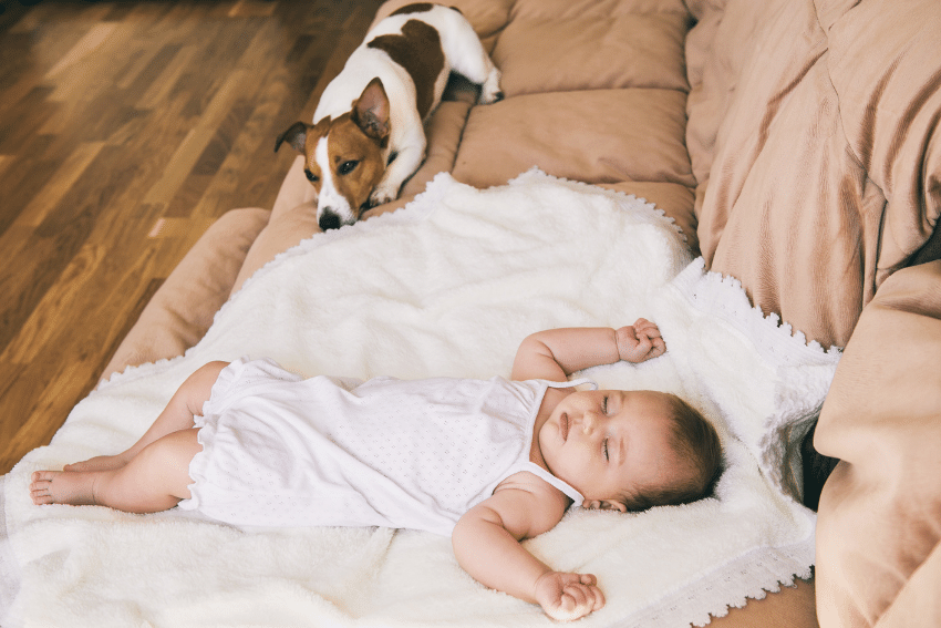 Reduce the amount of time you spend with your dog in the lead up to the baby's arrival to get them used to less attention
