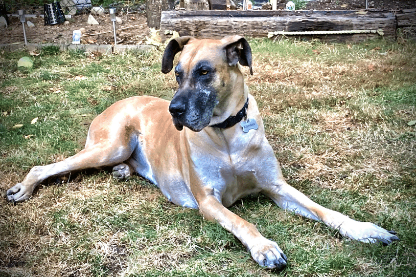 Senior Dog Care and Special Needs Pet Care