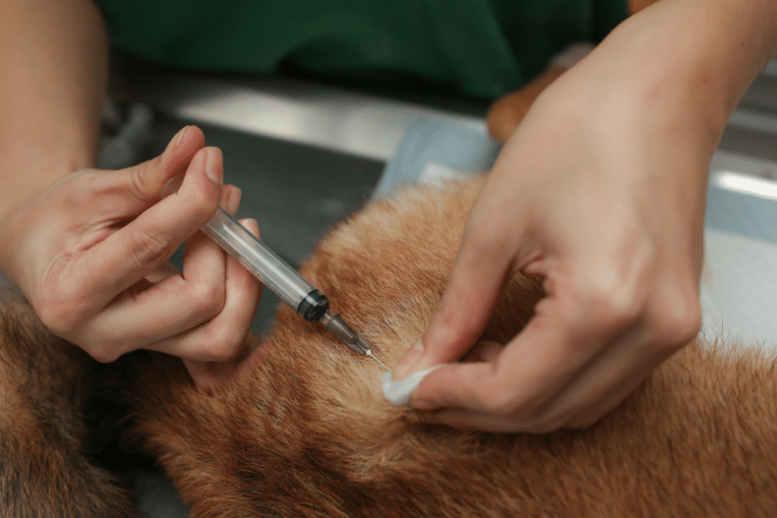 Senior Dog Care and Special Needs Pet Care