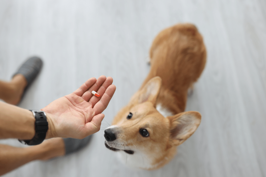 Senior Dog Care and Special Needs Pet Care