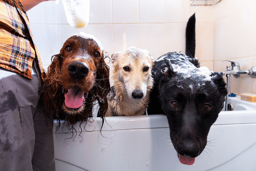 Pet Sitter Rates, How much does a Pet Sitter cost? Pet Sitter Prices.
