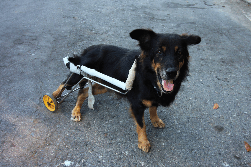 Some Sitters offer care for special needs pets